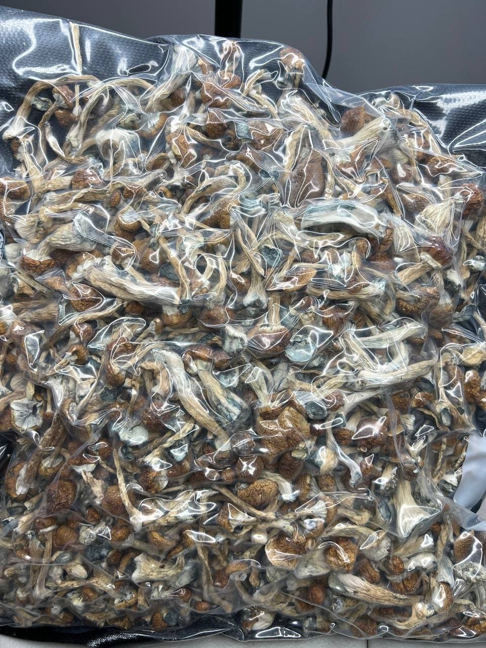 JPEG image 449B BF74 AF 3 1 Albino Penis Envy Mushrooms - Image 5