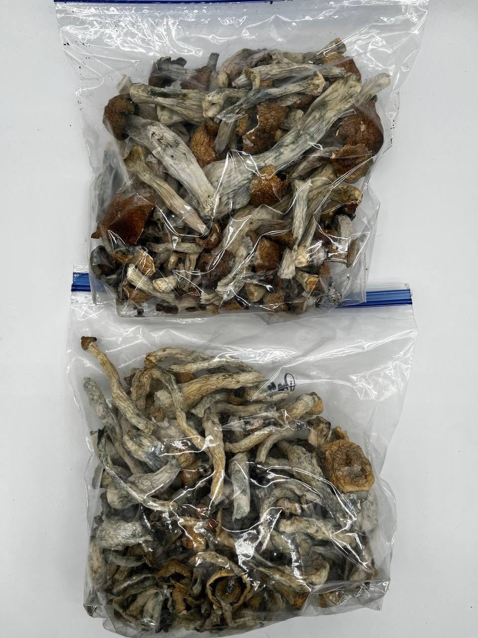 image 16 1 Albino Penis Envy Mushrooms - Image 3