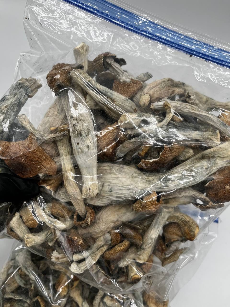 image 17 1 Albino Penis Envy Mushrooms - Image 2