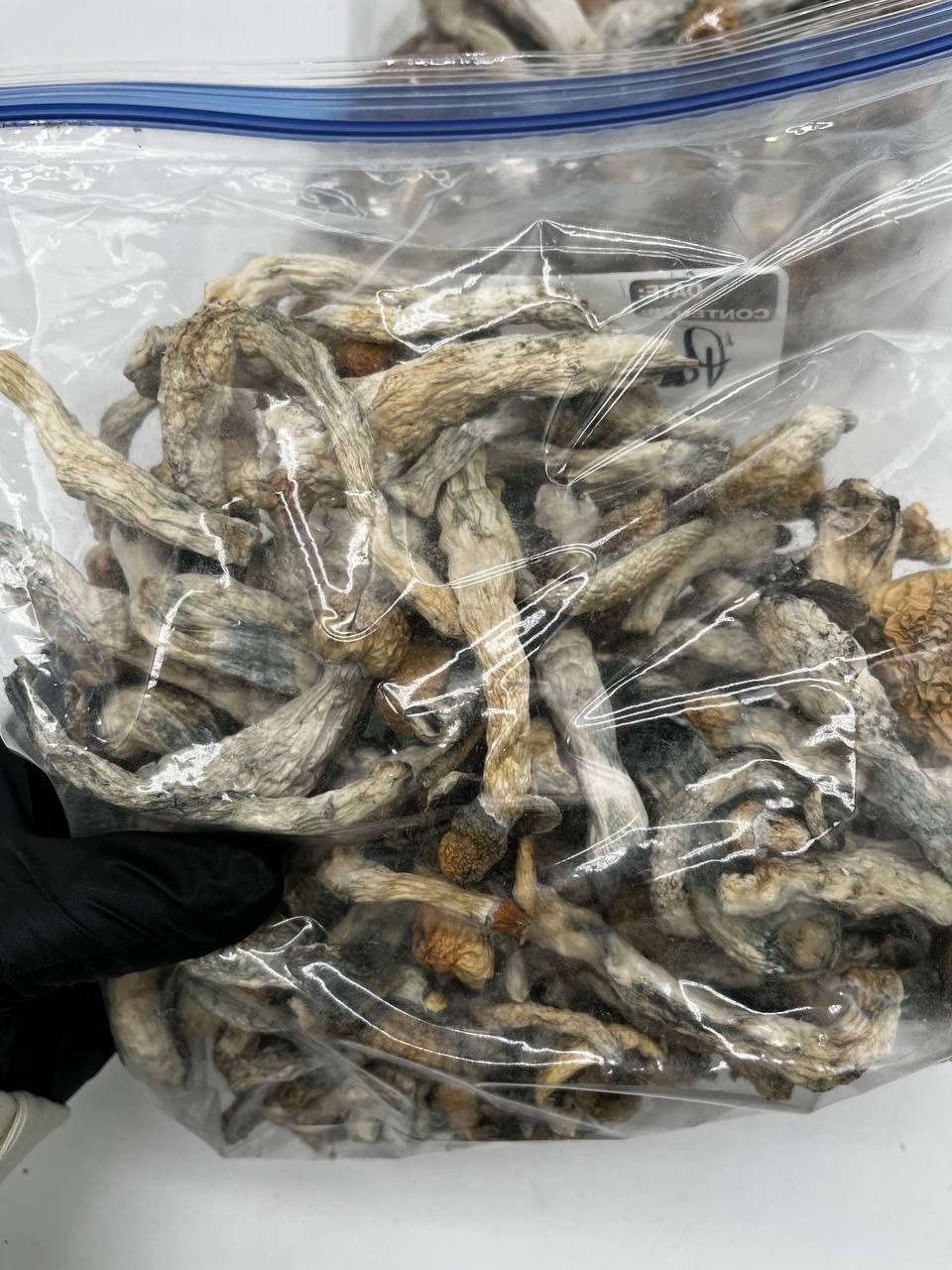 image 18 1 Albino Penis Envy Mushrooms - Image 4